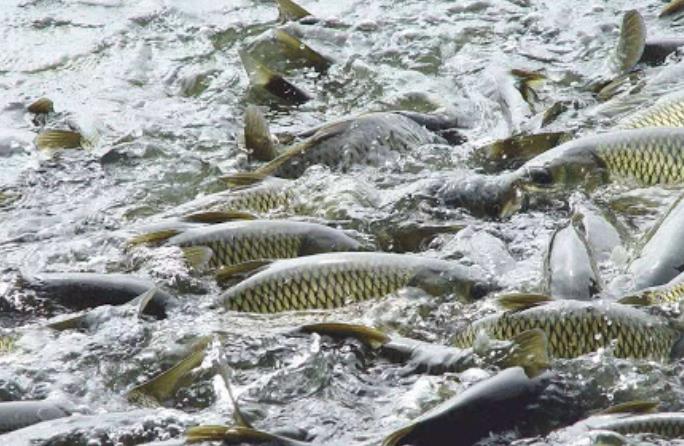 水產(chǎn)養(yǎng)殖品牌的營(yíng)銷策略方案 水產(chǎn)養(yǎng)殖品牌的營(yíng)銷策略方案