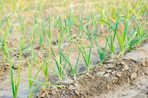 農(nóng)業(yè)品牌策劃對企業(yè)有什么影響