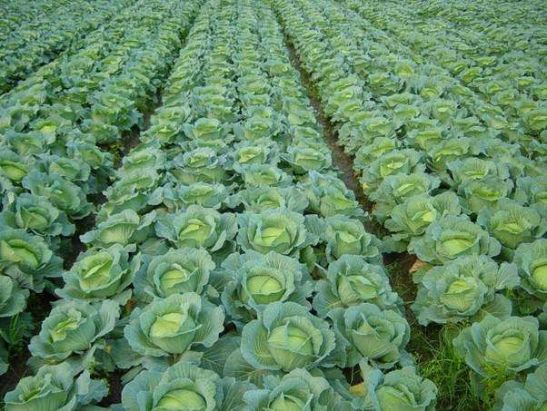 農(nóng)業(yè)品牌策劃的作用是什么呢？