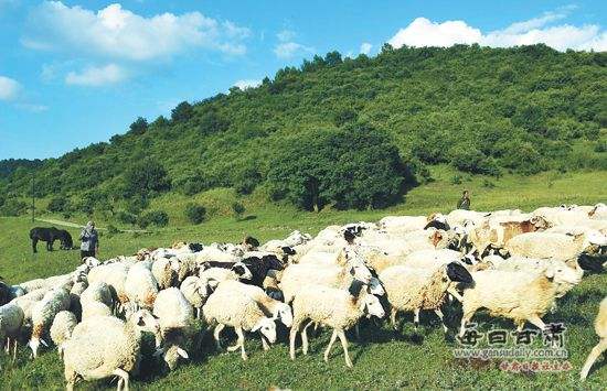 農(nóng)業(yè)品牌策劃公司需要培養(yǎng)這樣的團隊嗎？