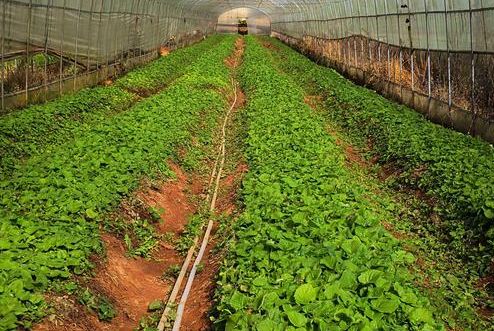 農(nóng)產(chǎn)品品牌策劃公司如何培養(yǎng)團隊？