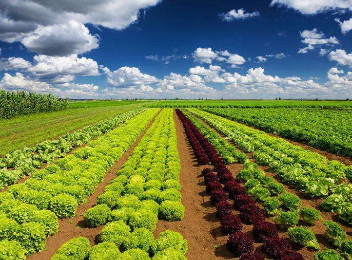 農(nóng)產(chǎn)品品牌設計有多重要？