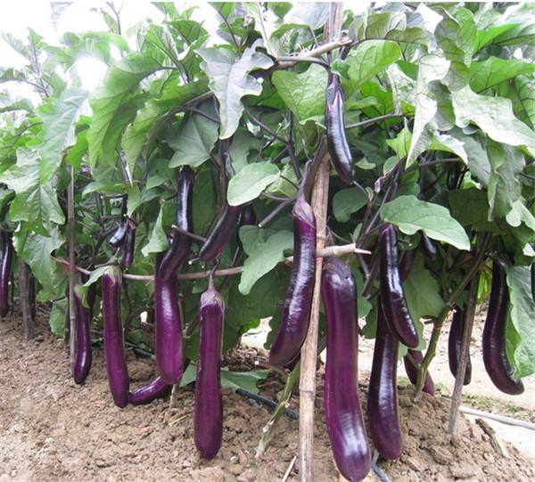 如何農(nóng)產(chǎn)品品牌設計影響用戶？