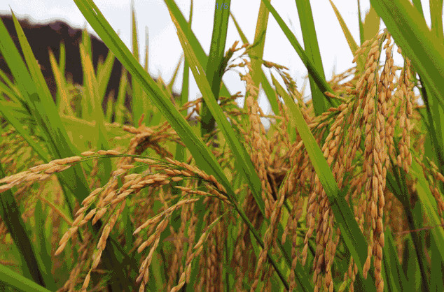 農業(yè)品牌策劃公司哪家好？