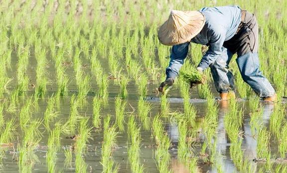 農業(yè)品牌戰(zhàn)略規(guī)劃，對業(yè)務成功的作用