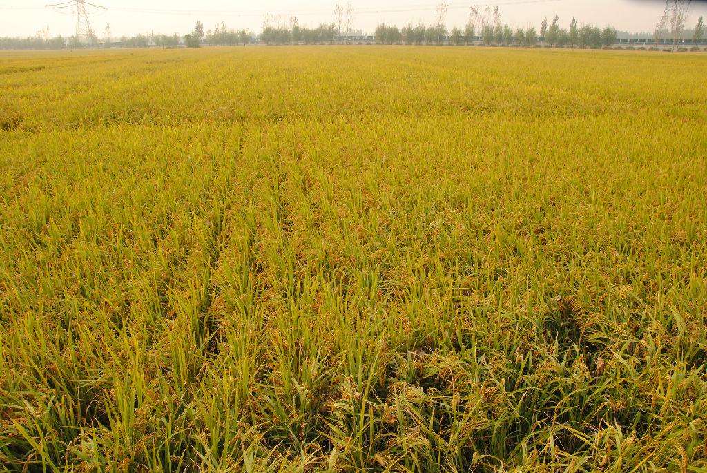 品牌定位，農業(yè)品牌定位，大米品牌定位