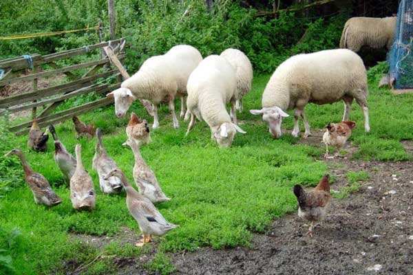 有機農(nóng)業(yè)品牌定位，農(nóng)業(yè)品牌定位