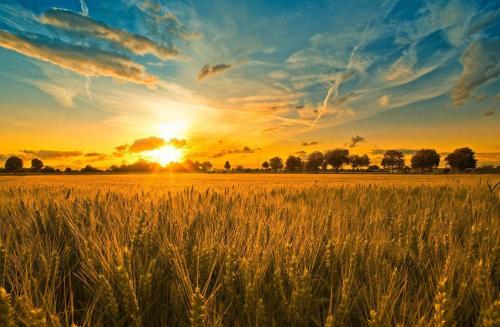 品牌定位，農(nóng)業(yè)品牌定位