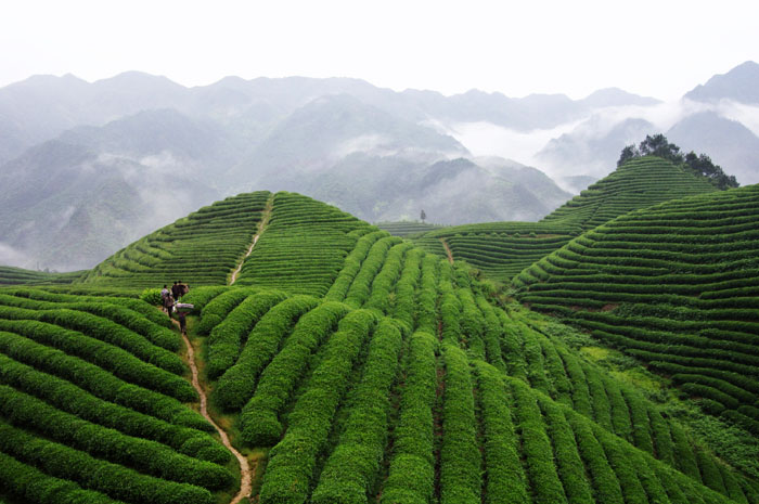 品牌形象，農業(yè)品牌定位