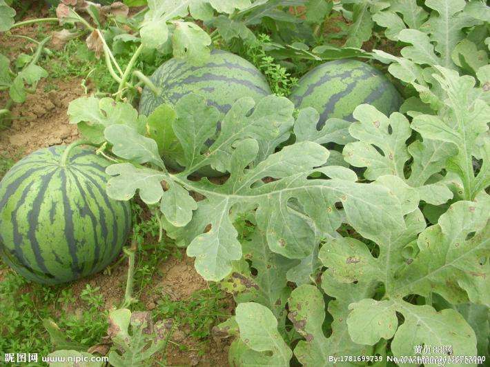 農(nóng)業(yè)品牌策劃，農(nóng)產(chǎn)品品牌策劃，西瓜農(nóng)業(yè)品牌策劃