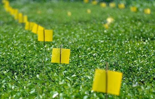 農(nóng)業(yè)品牌策劃，農(nóng)業(yè)品牌策劃公司