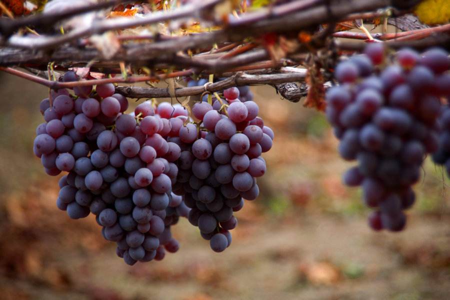 農(nóng)業(yè)品牌營銷，葡萄品牌營銷