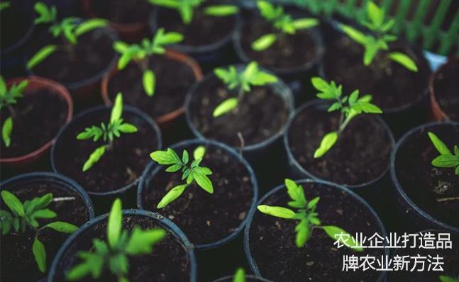 農(nóng)業(yè)企業(yè)打造品牌農(nóng)業(yè)新方法 農(nóng)業(yè)企業(yè)打造品牌農(nóng)業(yè)新方法
