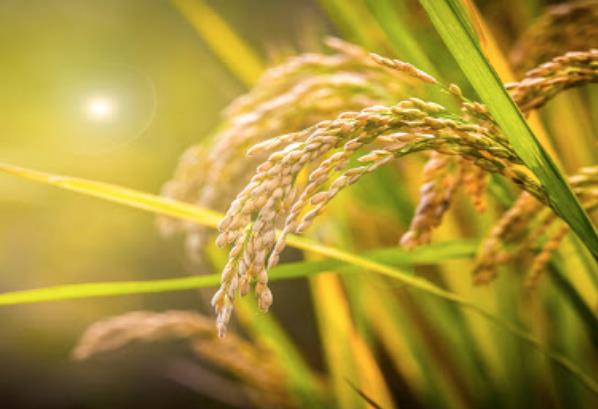 農(nóng)業(yè)發(fā)展戰(zhàn)略策劃 農(nóng)產(chǎn)品品牌策劃設(shè)計公司 農(nóng)業(yè)發(fā)展戰(zhàn)略策劃 農(nóng)產(chǎn)品品牌策劃設(shè)計公司