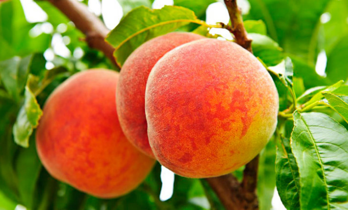 農業(yè)全案營銷咨詢助力農業(yè)企業(yè)營銷勢如破竹-美御全案營銷