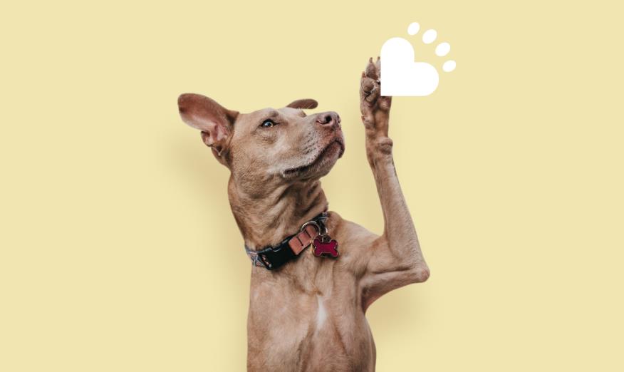 如何打造寵物護(hù)理品牌_專(zhuān)業(yè)寵物護(hù)理品牌打造公司