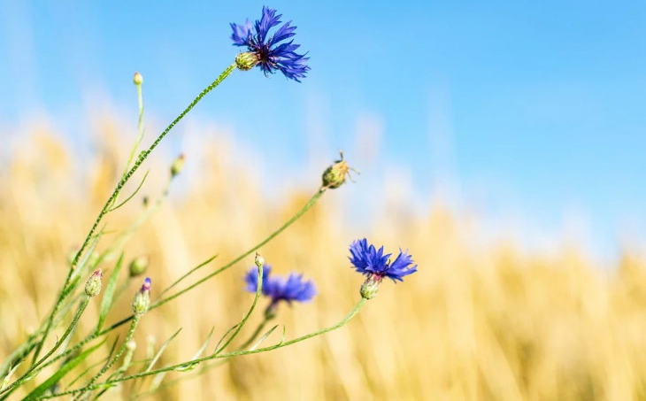 品牌全案設(shè)計的6個階段 品牌全案設(shè)計的6個階段