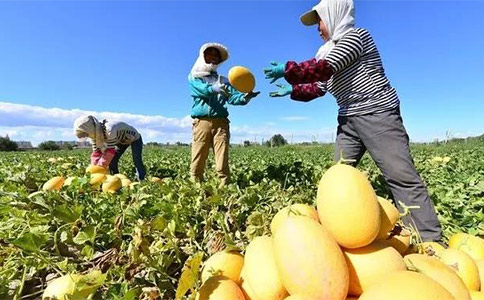 農(nóng)業(yè)品牌全案營銷應(yīng)保障農(nóng)民的基本利益 農(nóng)業(yè)品牌全案營銷應(yīng)保障農(nóng)民的基本利益