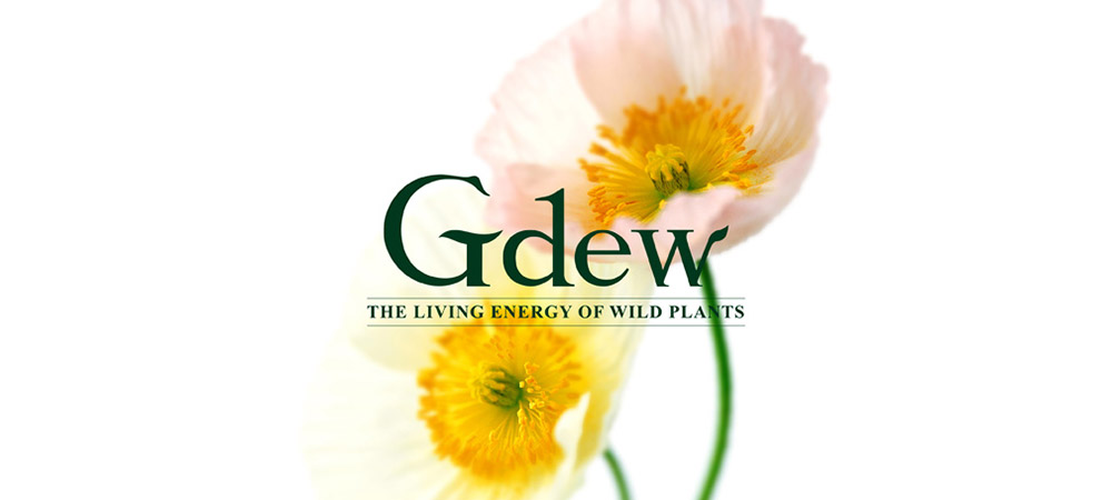 韓國Gdew化妝品  進軍中國的品牌建設之路