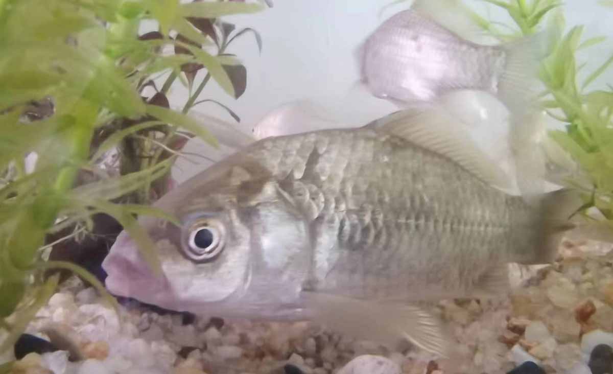 農(nóng)業(yè)品牌設(shè)計