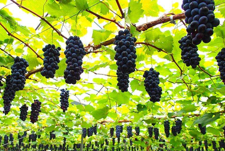 聚焦品牌轉型升級，推動馬陸葡萄品牌力持續(xù)向上