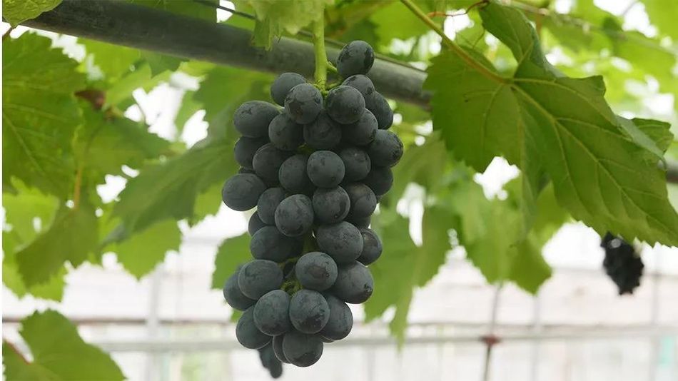 聚焦品牌轉型升級，推動馬陸葡萄品牌力持續(xù)向上