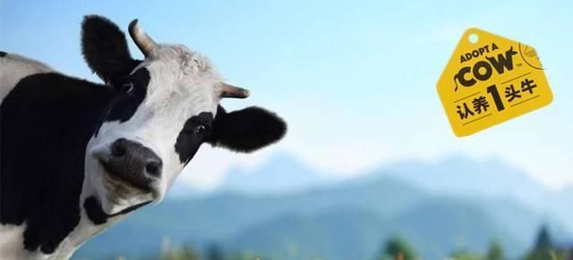 品牌戰(zhàn)略與營銷咨詢：認養(yǎng)一頭牛，乳業(yè)紅海突破之路