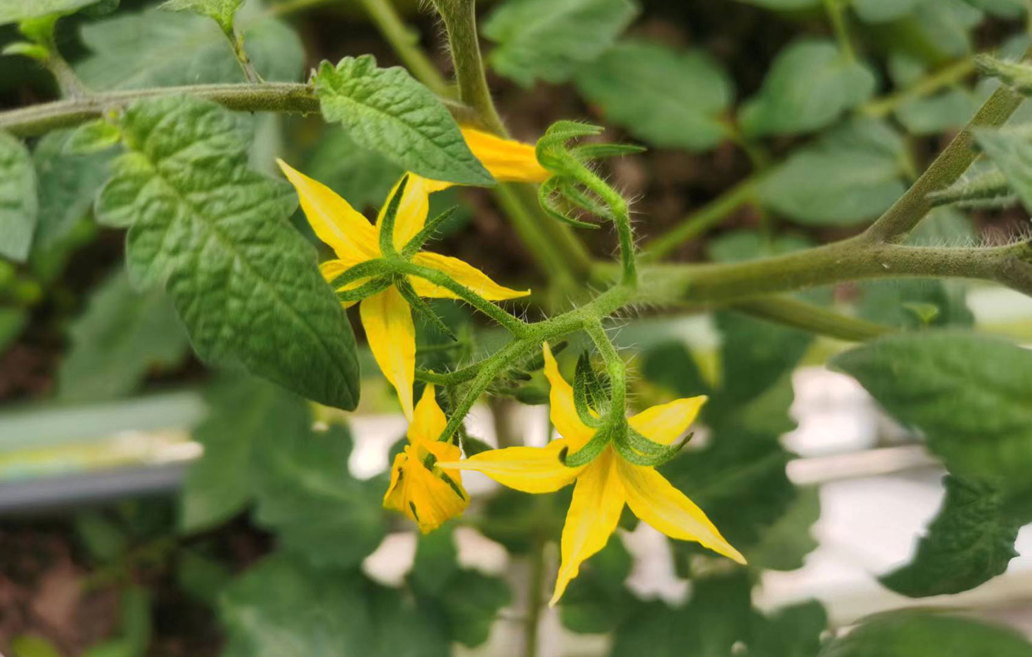 農(nóng)產(chǎn)品公司如何策劃有競(jìng)爭(zhēng)力的品牌定位 農(nóng)產(chǎn)品公司如何策劃有競(jìng)爭(zhēng)力的品牌定位