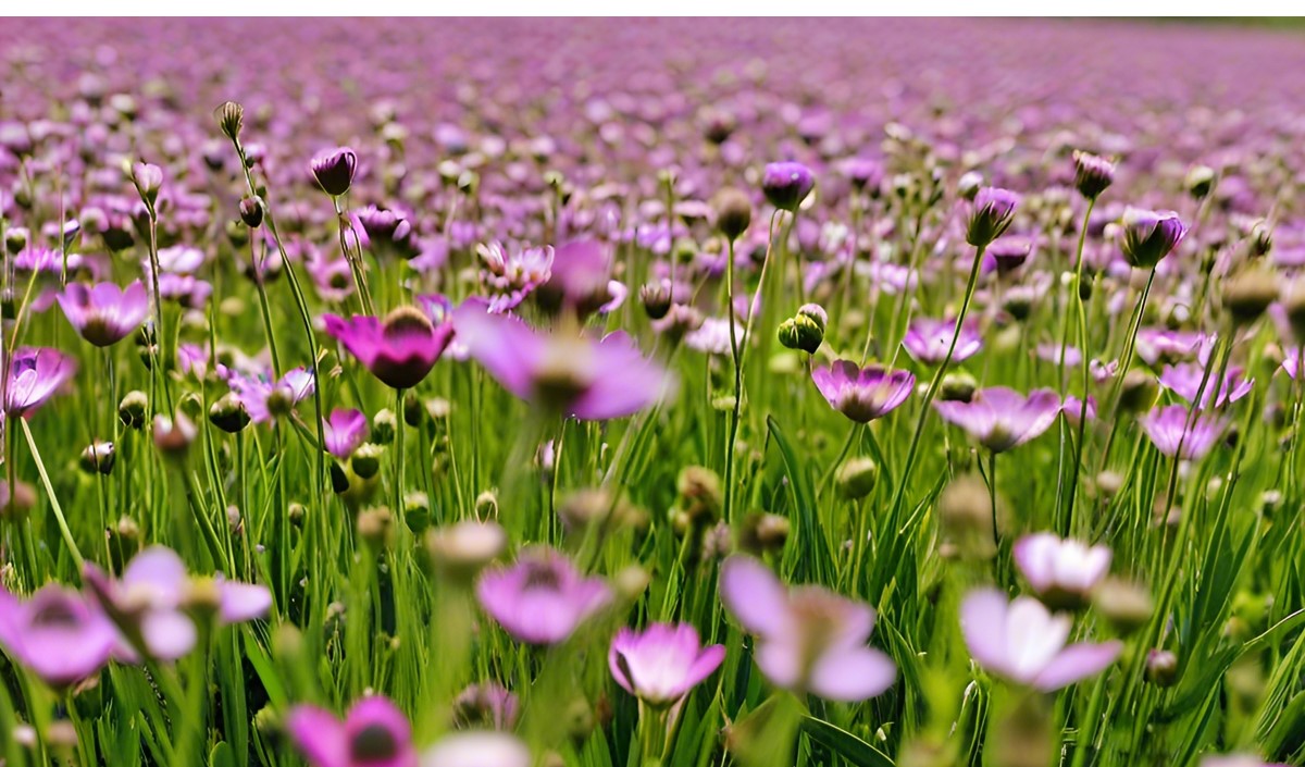 美御品牌全案策劃深度分析亞麻籽油行業(yè)的品牌策劃思路 美御品牌全案策劃深度分析亞麻籽油行業(yè)的品牌策劃思路