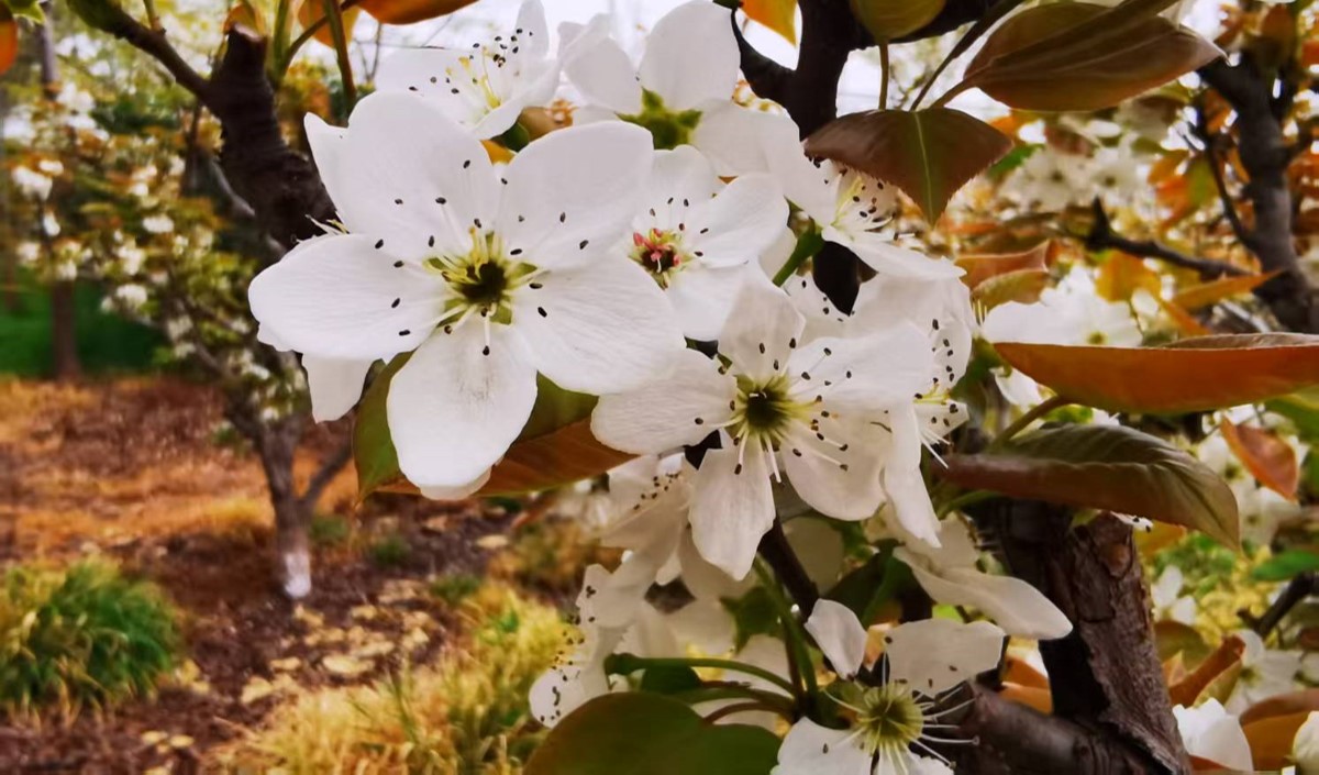 農(nóng)業(yè)企業(yè)是否需要做品牌：品牌建設(shè)的價值有哪些？