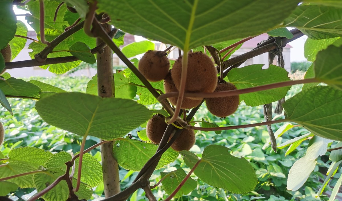 品牌農(nóng)業(yè)破局之道：從“賣產(chǎn)品”到“賣價值”的戰(zhàn)略升級