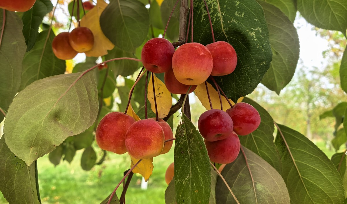 新疆水果企業(yè)全國(guó)知名品牌營(yíng)銷戰(zhàn)略方案 新疆水果企業(yè)全國(guó)知名品牌營(yíng)銷戰(zhàn)略方案